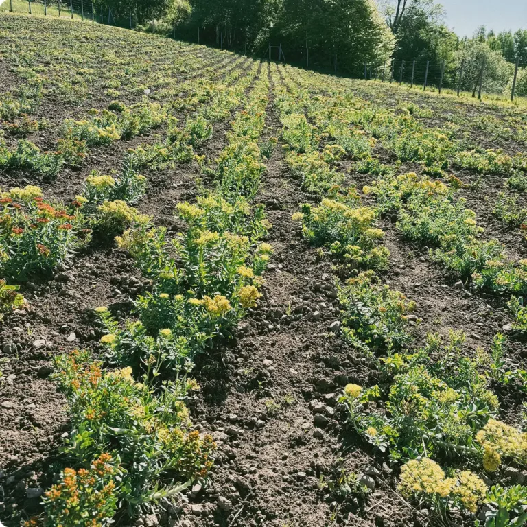 Rhodiola rosea Anbau auf dem Feld