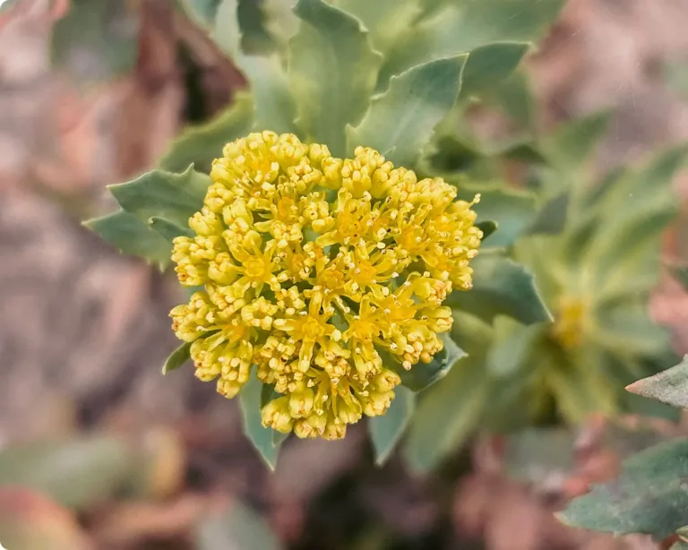 Rhodiola rosea Blüte in Nahaufnahme
