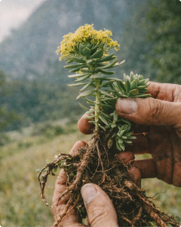 Rhodiola rosea Pflanze mit Wurzeln in den Händen